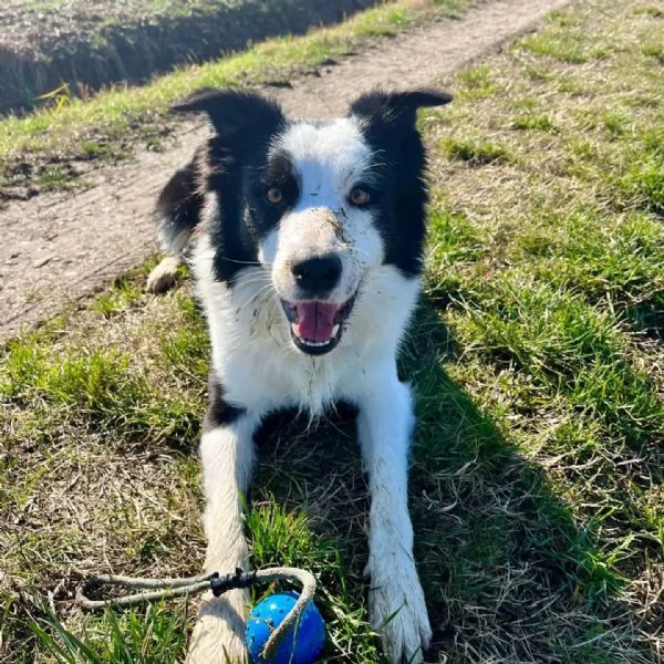 YAGO  border collie 4 anni cerca casa  in adozione  | Foto 2
