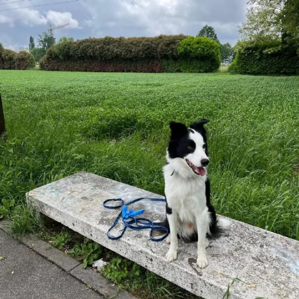 YAGO  border collie 4 anni cerca casa  in adozione  | Foto 1