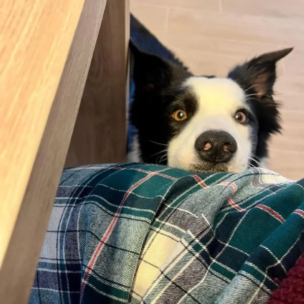 YAGO  border collie 4 anni cerca casa  in adozione  | Foto 0