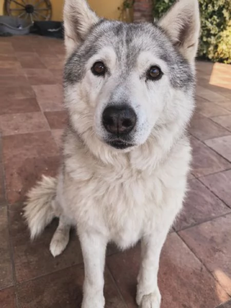 KUMA adozione del cuore  12 anni cerca casa  | Foto 1