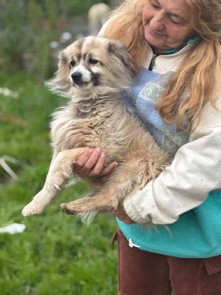 BUCK simil volpino pomerania cerca casa  in adozione  | Foto 4