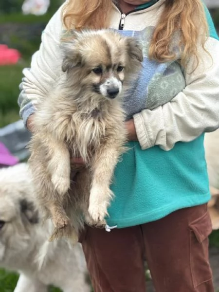 BUCK simil volpino pomerania cerca casa  in adozione  | Foto 3