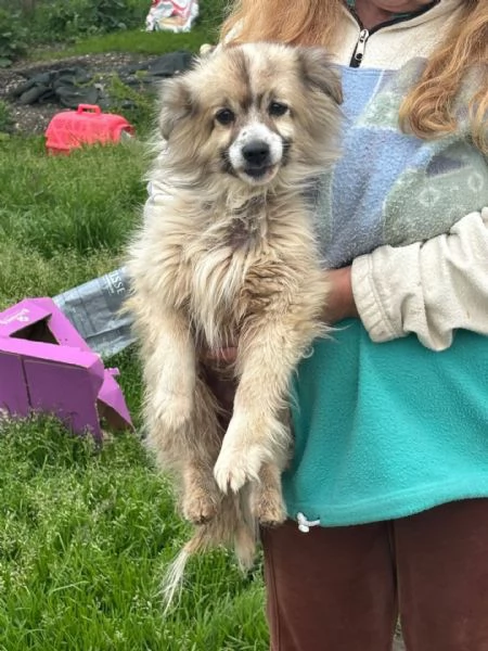 BUCK simil volpino pomerania cerca casa  in adozione  | Foto 2