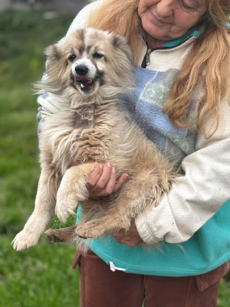 BUCK simil volpino pomerania cerca casa  in adozione  | Foto 1