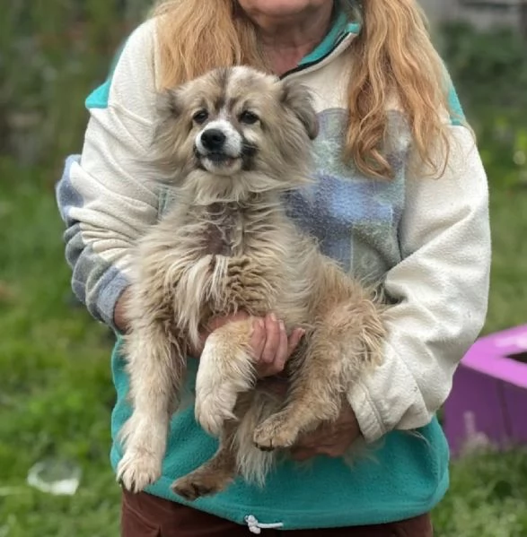 BUCK simil volpino pomerania cerca casa  in adozione  | Foto 0