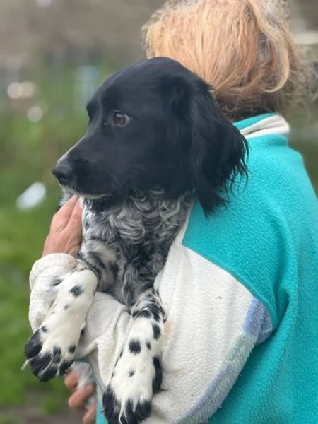 ALEX 9 mesi  cucciolone epagneul breton cerca casa  in adozione 