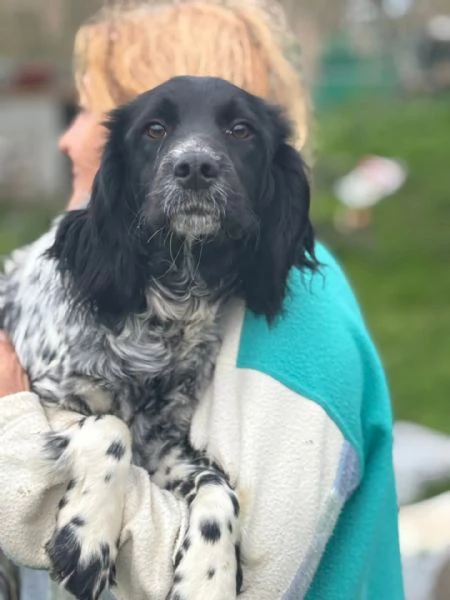 ALEX 9 mesi  cucciolone epagneul breton cerca casa  in adozione  | Foto 3