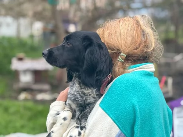 ALEX 9 mesi  cucciolone epagneul breton cerca casa  in adozione  | Foto 2