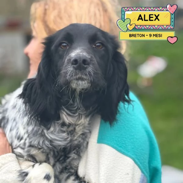 ALEX 9 mesi  cucciolone epagneul breton cerca casa  in adozione  | Foto 0