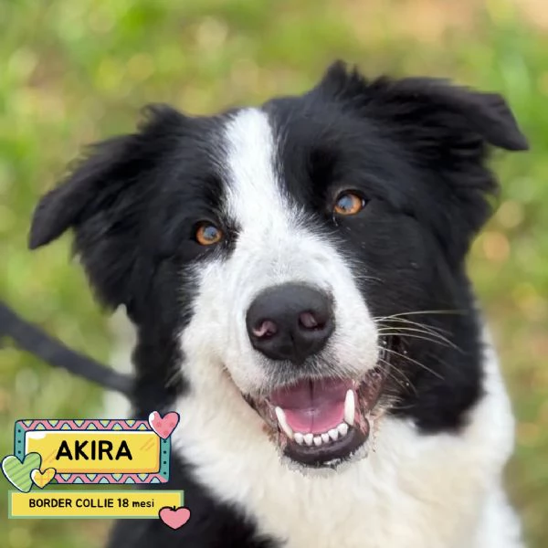AKIRA border collie cerca casa  in adozione