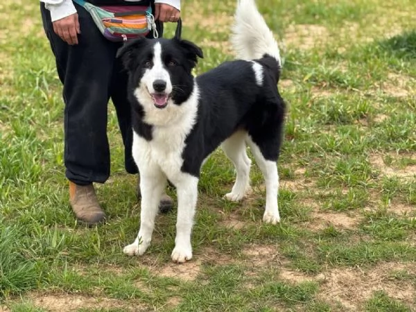 AKIRA border collie cerca casa  in adozione | Foto 2