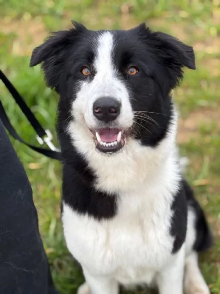 AKIRA border collie cerca casa  in adozione | Foto 1