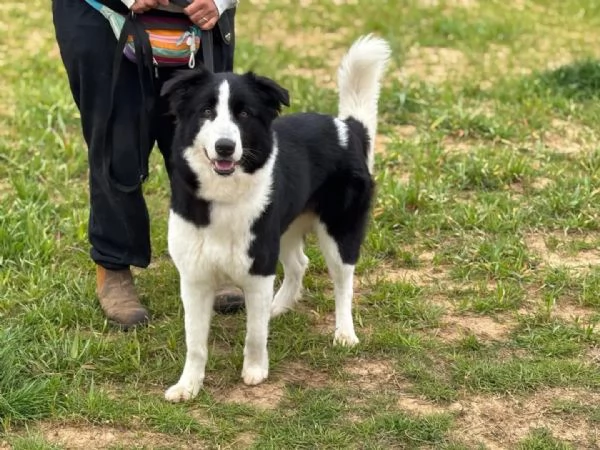 AKIRA border collie cerca casa  in adozione | Foto 0