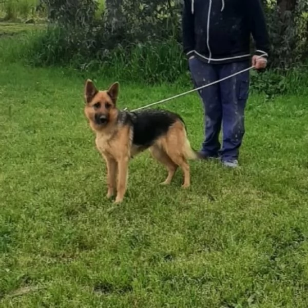 LUNA pastore tedesco cerca casa  in adozione a Latina | Foto 2