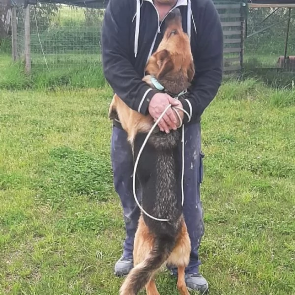 LUNA pastore tedesco cerca casa  in adozione a Latina | Foto 1