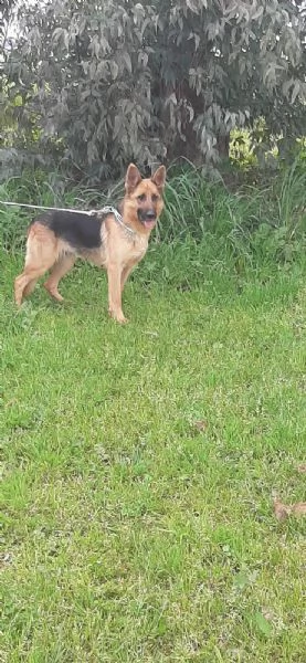 LUNA pastore tedesco cerca casa  in adozione a Latina | Foto 0