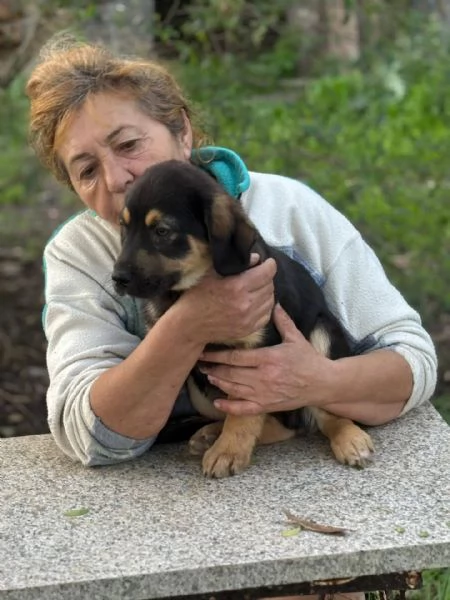 CARLO dolce cucciolo 3 mesi futura taglia media cerca casa  in adozione  | Foto 4