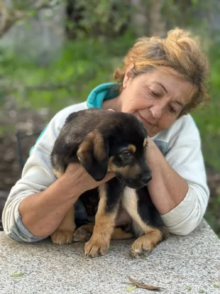CARLO dolce cucciolo 3 mesi futura taglia media cerca casa  in adozione  | Foto 3