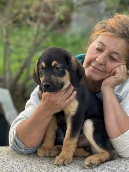 CARLO dolce cucciolo 3 mesi futura taglia media cerca casa  in adozione  | Foto 2