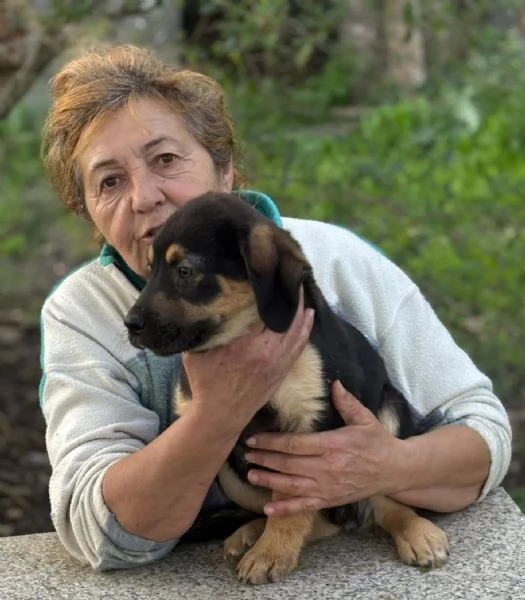 CARLO dolce cucciolo 3 mesi futura taglia media cerca casa  in adozione  | Foto 1