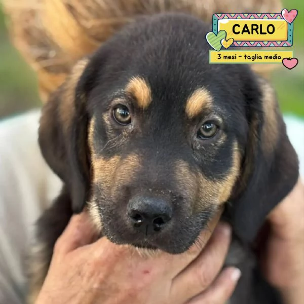 CARLO dolce cucciolo 3 mesi futura taglia media cerca casa  in adozione 