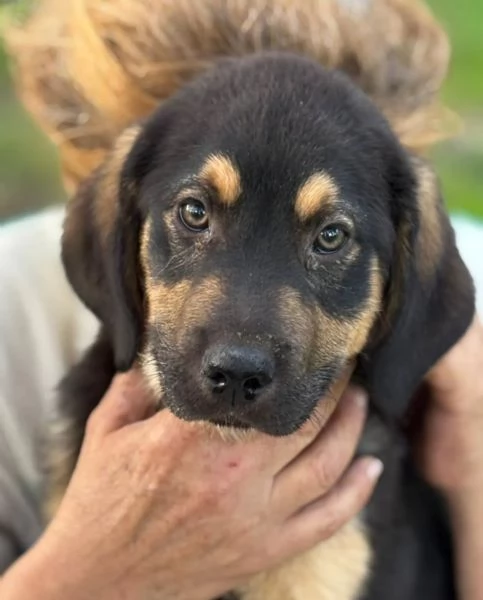 CARLO dolce cucciolo 3 mesi futura taglia media cerca casa  in adozione  | Foto 0