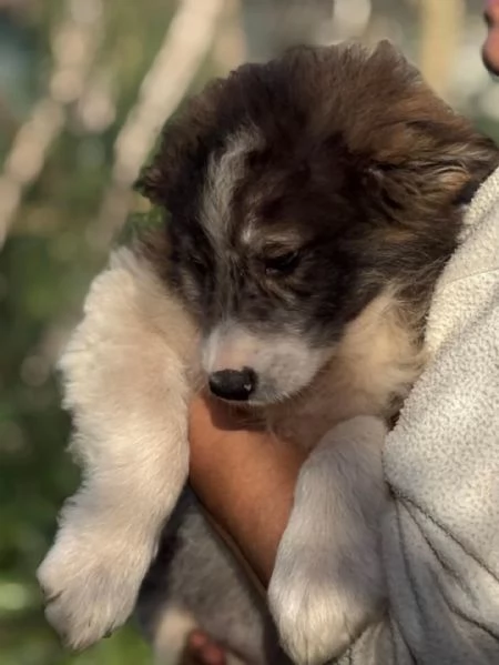 CESARE dolce cucciolo 2 mesi e mezzo cerca casa  in adozione  | Foto 3