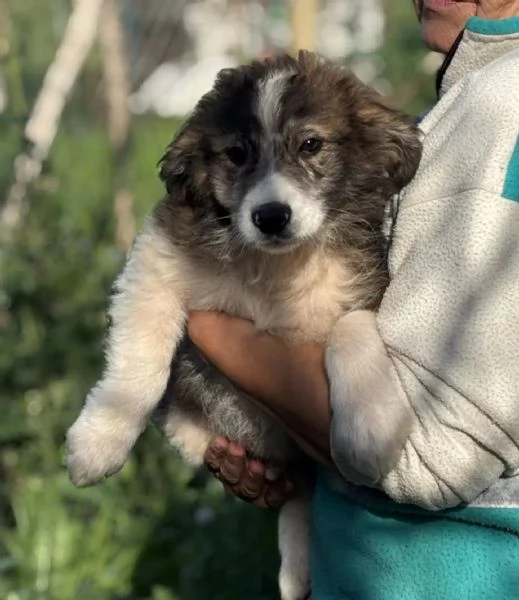 CESARE dolce cucciolo 2 mesi e mezzo cerca casa  in adozione  | Foto 2