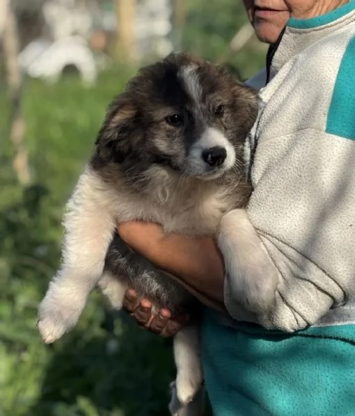CESARE dolce cucciolo 2 mesi e mezzo cerca casa  in adozione  | Foto 1