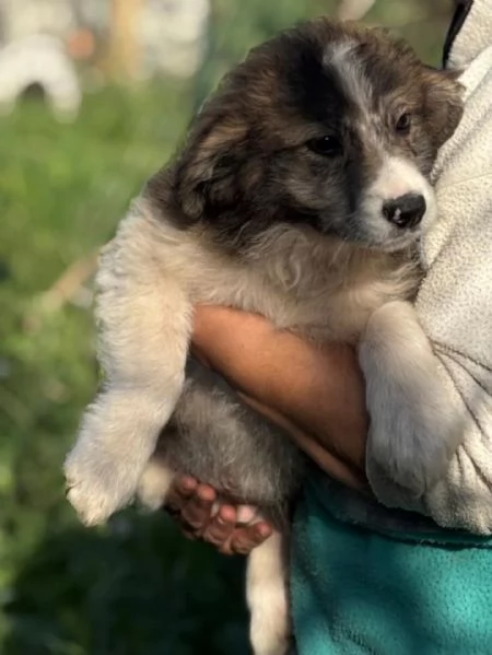 CESARE dolce cucciolo 2 mesi e mezzo cerca casa  in adozione  | Foto 0