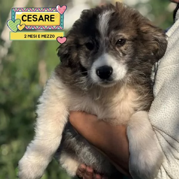CESARE dolce cucciolo 2 mesi e mezzo cerca casa  in adozione 