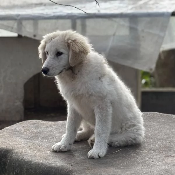 MIRTA cucciola 4 mesi futura taglia media cerca casa  in adozione | Foto 0