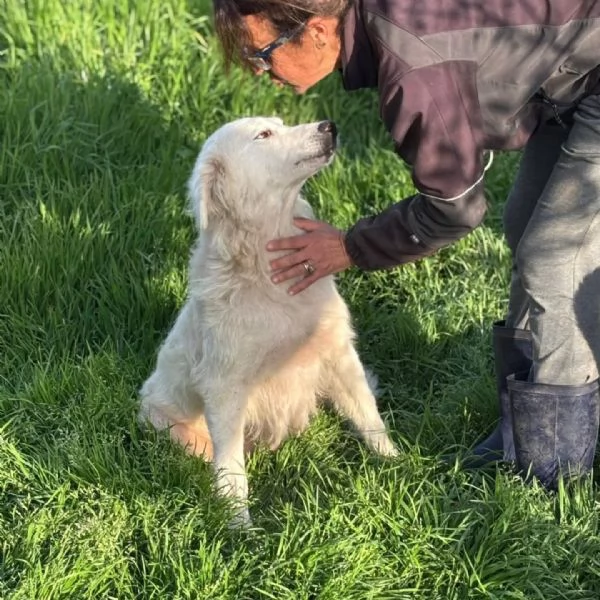 DUCHESSA dolce simil maremmano 2 anni cerca casa  in adozione | Foto 3