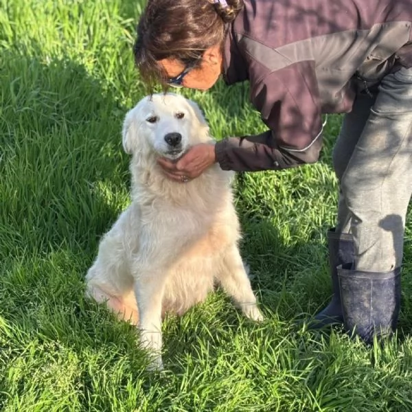 DUCHESSA dolce simil maremmano 2 anni cerca casa  in adozione | Foto 2
