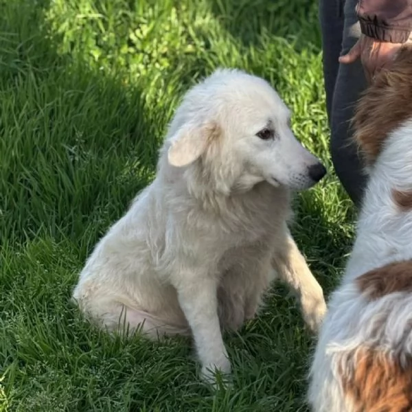 DUCHESSA dolce simil maremmano 2 anni cerca casa  in adozione | Foto 1