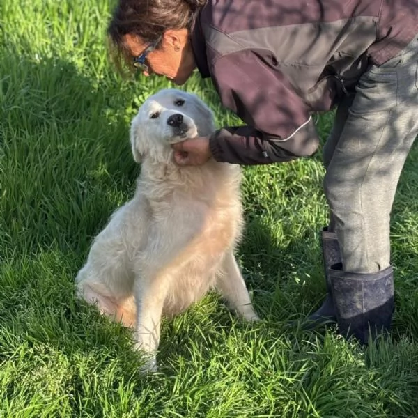 DUCHESSA dolce simil maremmano 2 anni cerca casa  in adozione | Foto 0
