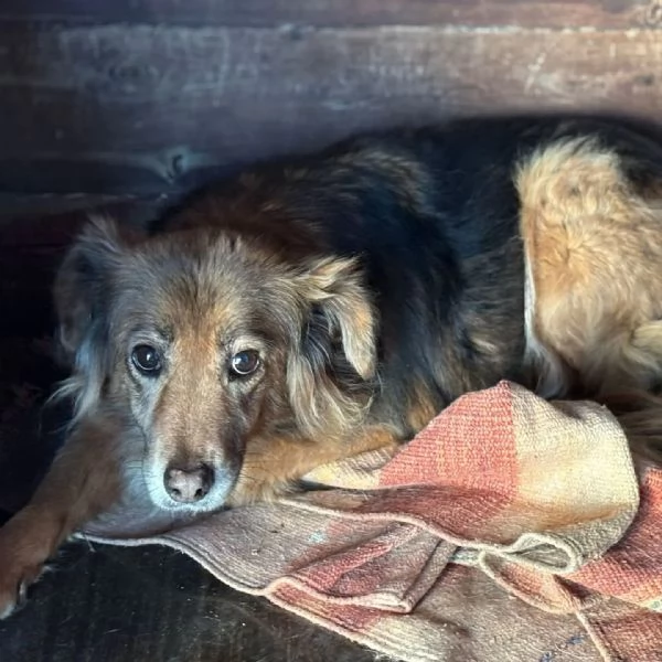 HOPE 8 anni cerca casa  adozione del cuore cagnolina taglia piccola | Foto 0