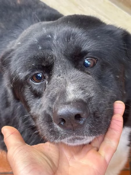 OCCHI BELLI 4 anni cerca cacsa  in adozione  | Foto 2