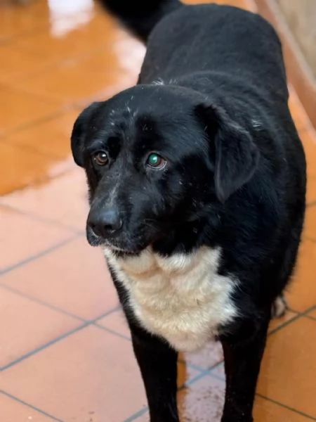 OCCHI BELLI 4 anni cerca cacsa  in adozione  | Foto 1