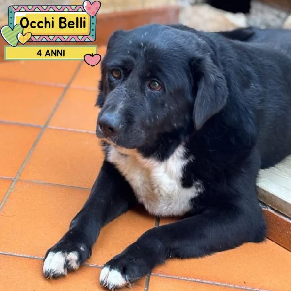 OCCHI BELLI 4 anni cerca cacsa  in adozione 