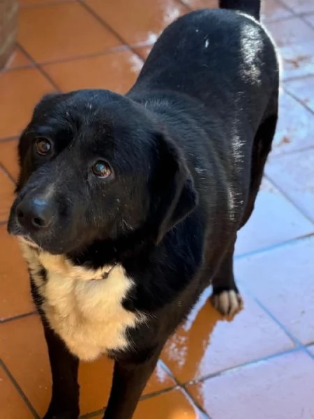 OCCHI BELLI 4 anni cerca cacsa  in adozione  | Foto 0