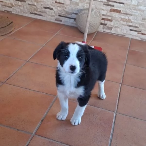 WILLY e WENDY cuccioli mix border collie 2 mesi cercano casa  adozione | Foto 1