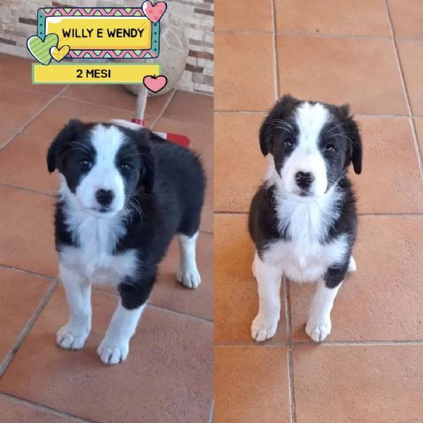 WILLY e WENDY cuccioli mix border collie 2 mesi cercano casa  adozione