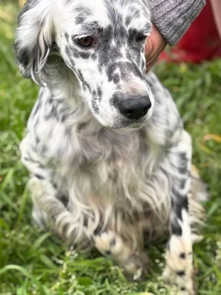 STELLA  setter inglese 2 anni cerca casa  in adozione | Foto 3