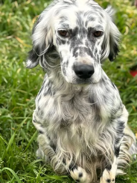 STELLA  setter inglese 2 anni cerca casa  in adozione | Foto 2