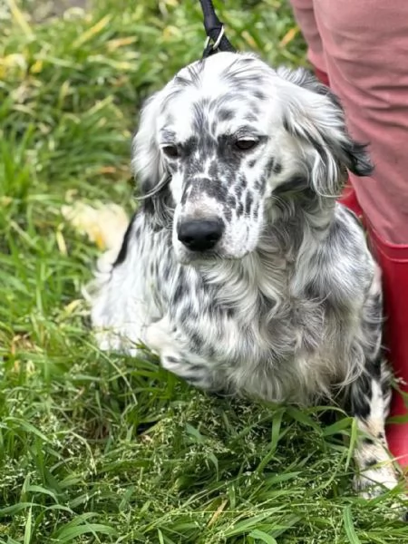 STELLA  setter inglese 2 anni cerca casa  in adozione | Foto 0