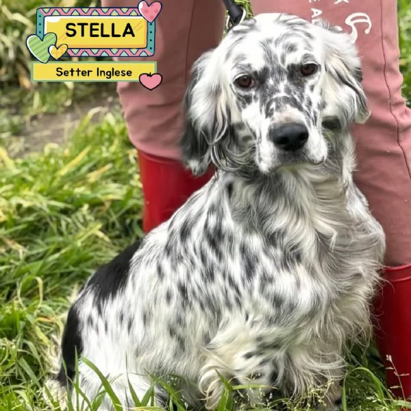 STELLA  setter inglese 2 anni cerca casa  in adozione