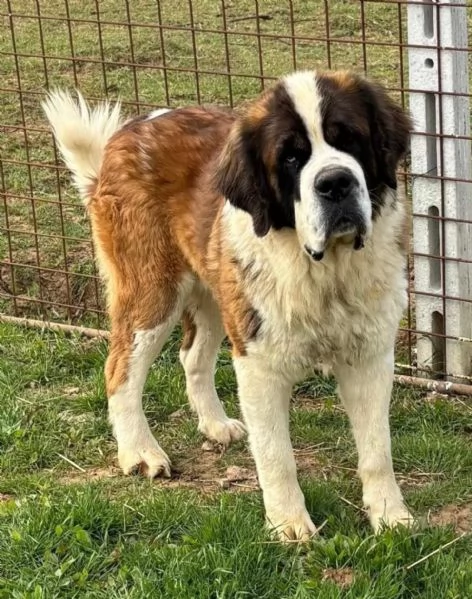 BOSCO  San Bernardo 3 anni e mezzo cerca casa  in adozione  | Foto 1