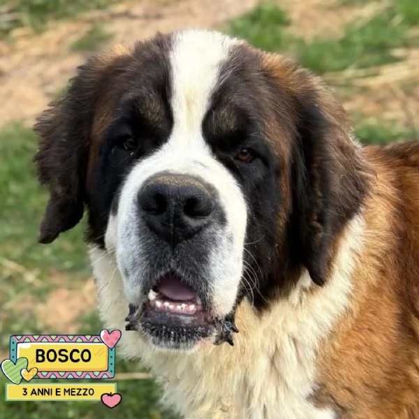BOSCO  San Bernardo 3 anni e mezzo cerca casa  in adozione 