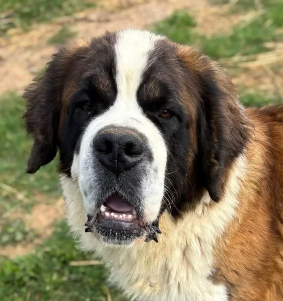 BOSCO  San Bernardo 3 anni e mezzo cerca casa  in adozione  | Foto 0